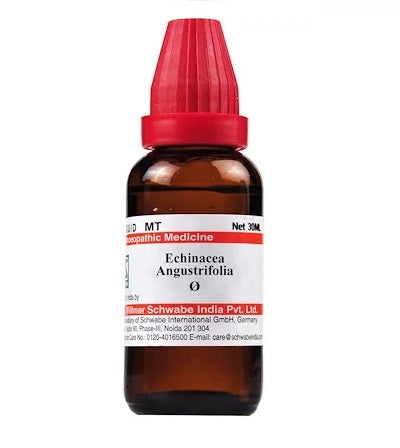 Echinacea Angustifolia Homeopathy Mother Tincture