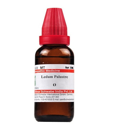 Ledum Palustre Homeopathy Mother Tincture